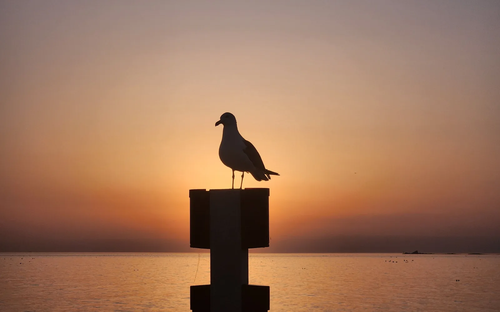 A seagull silhouetted at sunset on Eurwangni Beach