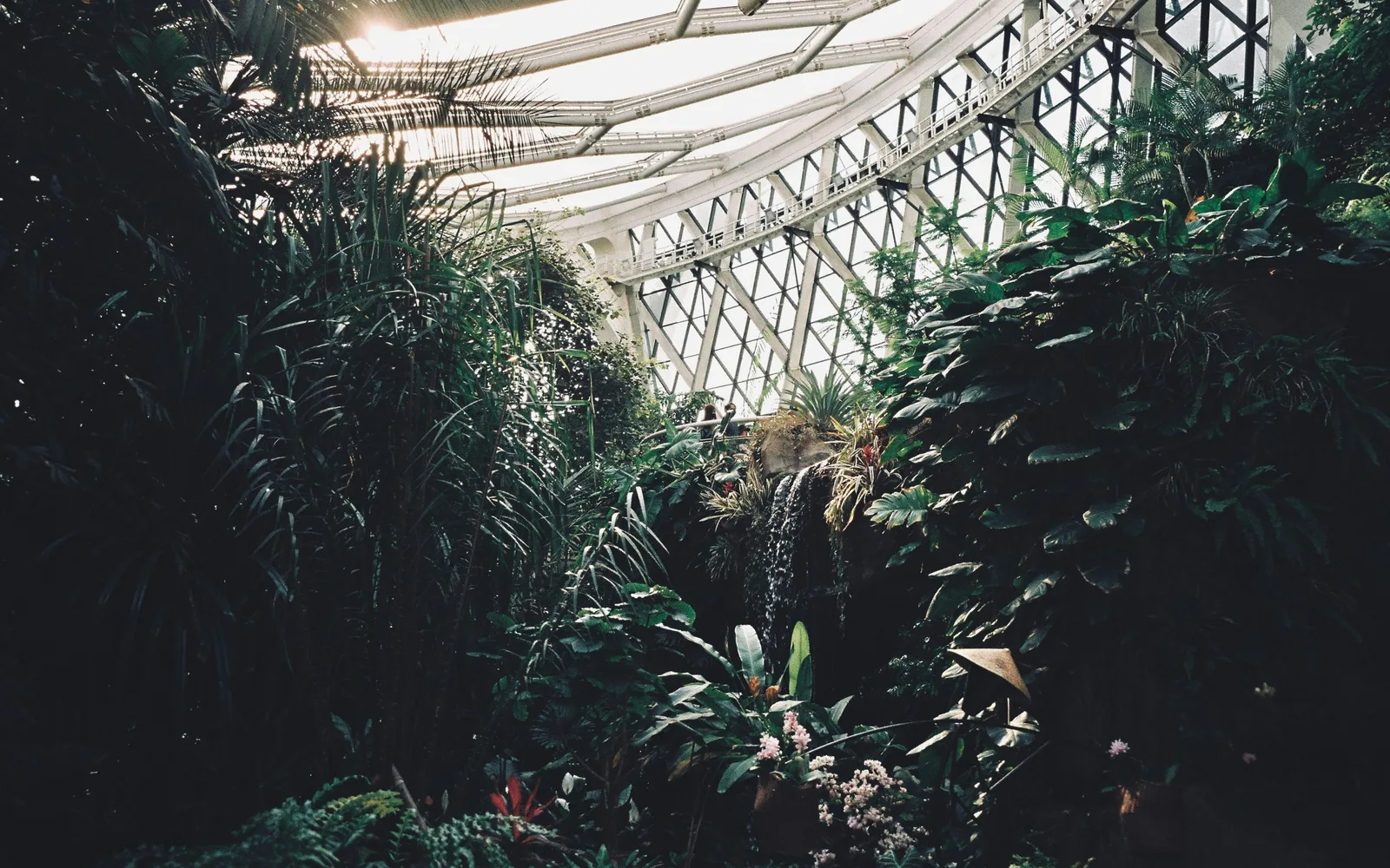 Inside the tropical greenhouse at Seoul Botanic Park