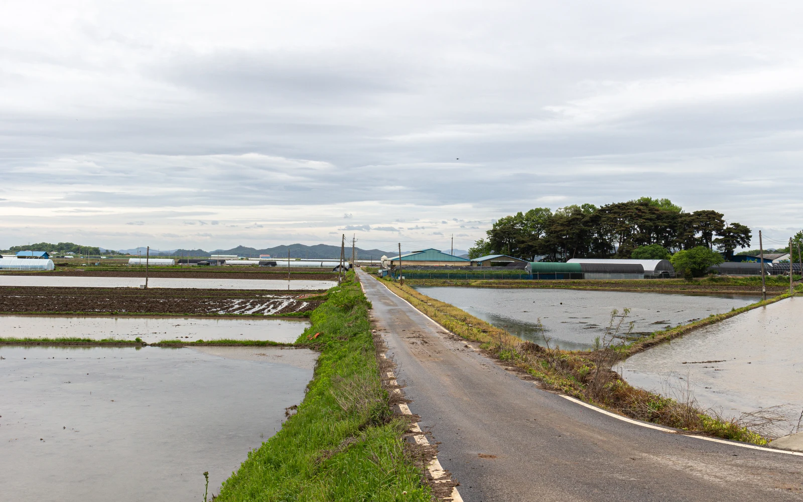 Narrow road between flooded rice paddies on Ganghwa Island